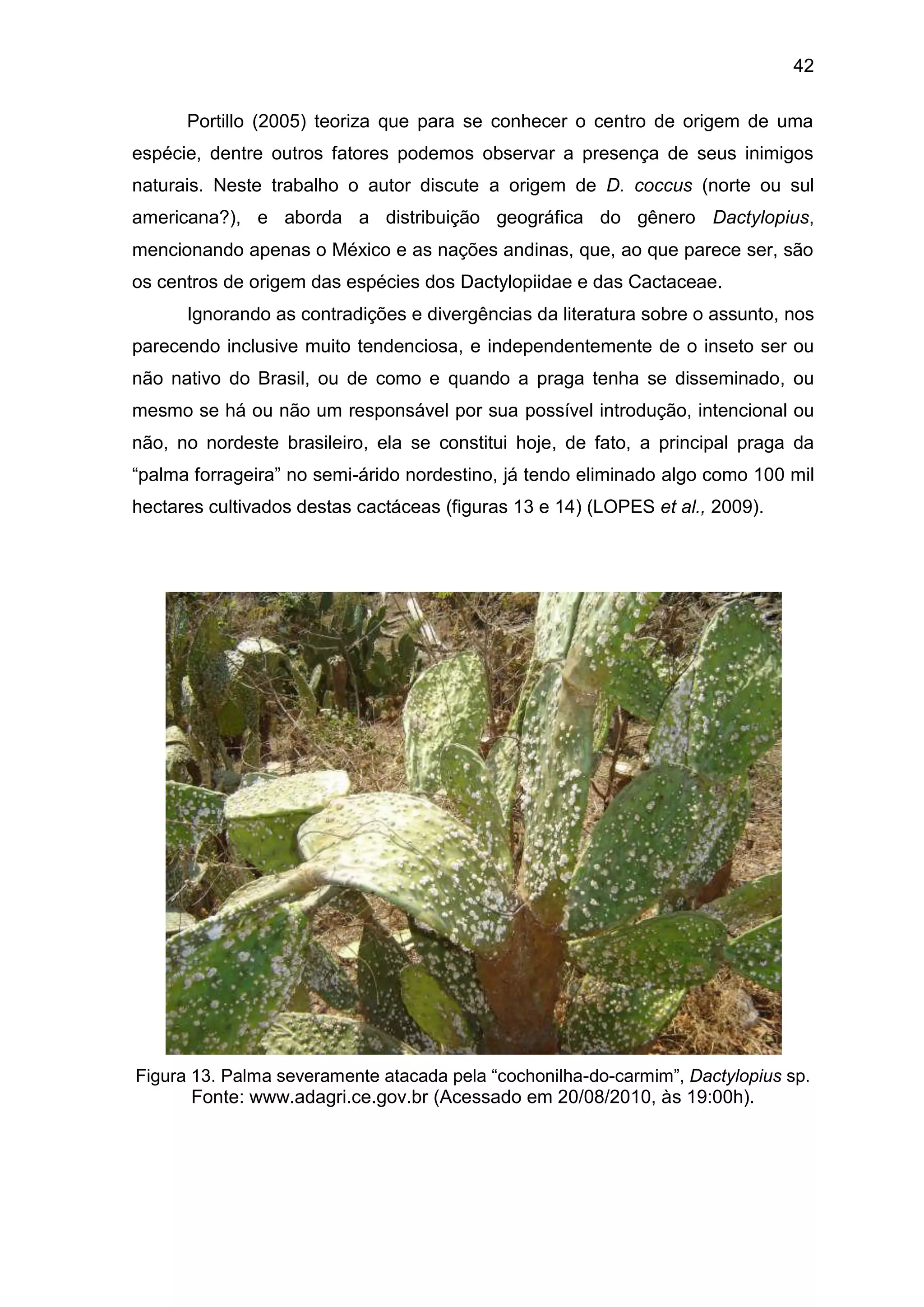 42
Portillo (2005) teoriza que para se conhecer o centro de origem de uma
espécie, dentre outros fatores podemos observar a presença de seus inimigos
naturais. Neste trabalho o autor discute a origem de D. coccus (norte ou sul
americana?), e aborda a distribuição geográfica do gênero Dactylopius,
mencionando apenas o México e as nações andinas, que, ao que parece ser, são
os centros de origem das espécies dos Dactylopiidae e das Cactaceae.
Ignorando as contradições e divergências da literatura sobre o assunto, nos
parecendo inclusive muito tendenciosa, e independentemente de o inseto ser ou
não nativo do Brasil, ou de como e quando a praga tenha se disseminado, ou
mesmo se há ou não um responsável por sua possível introdução, intencional ou
não, no nordeste brasileiro, ela se constitui hoje, de fato, a principal praga da
“palma forrageira” no semi-árido nordestino, já tendo eliminado algo como 100 mil
hectares cultivados destas cactáceas (figuras 13 e 14) (LOPES et al., 2009).
Figura 13. Palma severamente atacada pela “cochonilha-do-carmim”, Dactylopius sp.
Fonte: www.adagri.ce.gov.br (Acessado em 20/08/2010, às 19:00h).
 