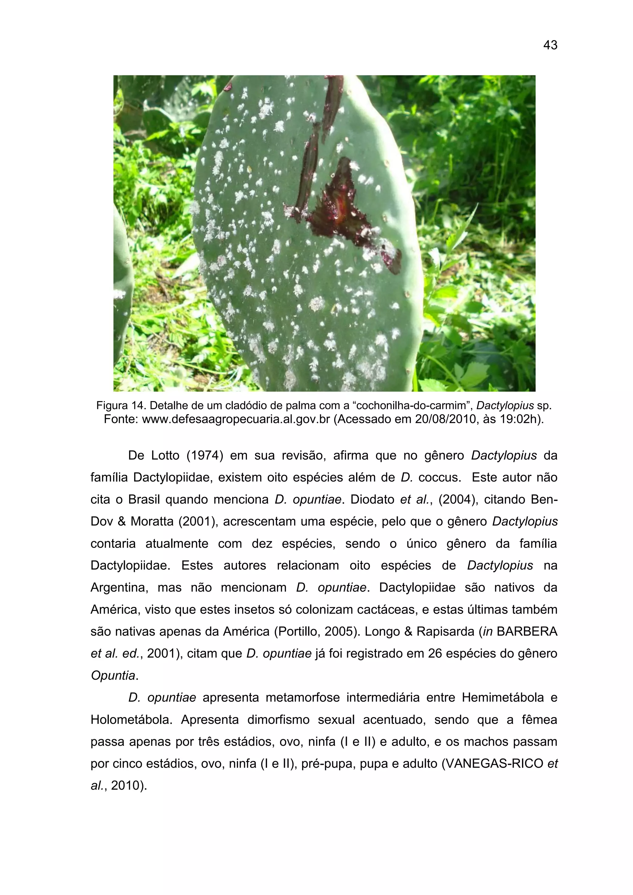 43
Figura 14. Detalhe de um cladódio de palma com a “cochonilha-do-carmim”, Dactylopius sp.
Fonte: www.defesaagropecuaria.al.gov.br (Acessado em 20/08/2010, às 19:02h).
De Lotto (1974) em sua revisão, afirma que no gênero Dactylopius da
família Dactylopiidae, existem oito espécies além de D. coccus. Este autor não
cita o Brasil quando menciona D. opuntiae. Diodato et al., (2004), citando Ben-
Dov & Moratta (2001), acrescentam uma espécie, pelo que o gênero Dactylopius
contaria atualmente com dez espécies, sendo o único gênero da família
Dactylopiidae. Estes autores relacionam oito espécies de Dactylopius na
Argentina, mas não mencionam D. opuntiae. Dactylopiidae são nativos da
América, visto que estes insetos só colonizam cactáceas, e estas últimas também
são nativas apenas da América (Portillo, 2005). Longo & Rapisarda (in BARBERA
et al. ed., 2001), citam que D. opuntiae já foi registrado em 26 espécies do gênero
Opuntia.
D. opuntiae apresenta metamorfose intermediária entre Hemimetábola e
Holometábola. Apresenta dimorfismo sexual acentuado, sendo que a fêmea
passa apenas por três estádios, ovo, ninfa (I e II) e adulto, e os machos passam
por cinco estádios, ovo, ninfa (I e II), pré-pupa, pupa e adulto (VANEGAS-RICO et
al., 2010).
 