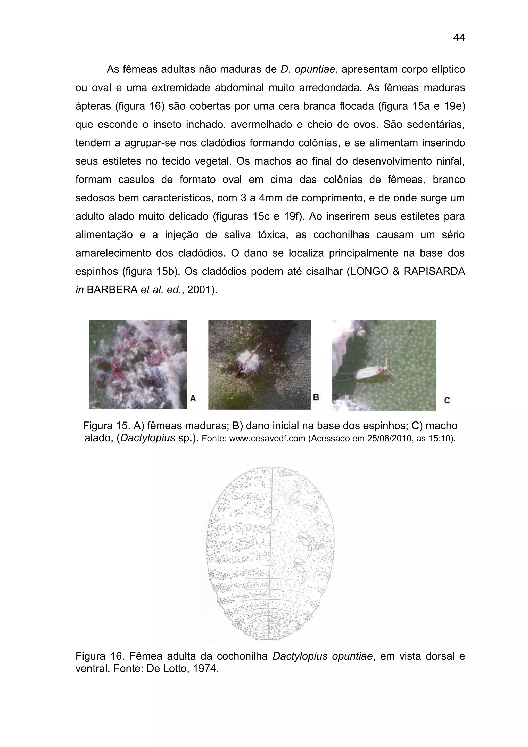 44
As fêmeas adultas não maduras de D. opuntiae, apresentam corpo elíptico
ou oval e uma extremidade abdominal muito arredondada. As fêmeas maduras
ápteras (figura 16) são cobertas por uma cera branca flocada (figura 15a e 19e)
que esconde o inseto inchado, avermelhado e cheio de ovos. São sedentárias,
tendem a agrupar-se nos cladódios formando colônias, e se alimentam inserindo
seus estiletes no tecido vegetal. Os machos ao final do desenvolvimento ninfal,
formam casulos de formato oval em cima das colônias de fêmeas, branco
sedosos bem característicos, com 3 a 4mm de comprimento, e de onde surge um
adulto alado muito delicado (figuras 15c e 19f). Ao inserirem seus estiletes para
alimentação e a injeção de saliva tóxica, as cochonilhas causam um sério
amarelecimento dos cladódios. O dano se localiza principalmente na base dos
espinhos (figura 15b). Os cladódios podem até cisalhar (LONGO & RAPISARDA
in BARBERA et al. ed., 2001).
Figura 15. A) fêmeas maduras; B) dano inicial na base dos espinhos; C) macho
alado, (Dactylopius sp.). Fonte: www.cesavedf.com (Acessado em 25/08/2010, as 15:10).
Figura 16. Fêmea adulta da cochonilha Dactylopius opuntiae, em vista dorsal e
ventral. Fonte: De Lotto, 1974.
 