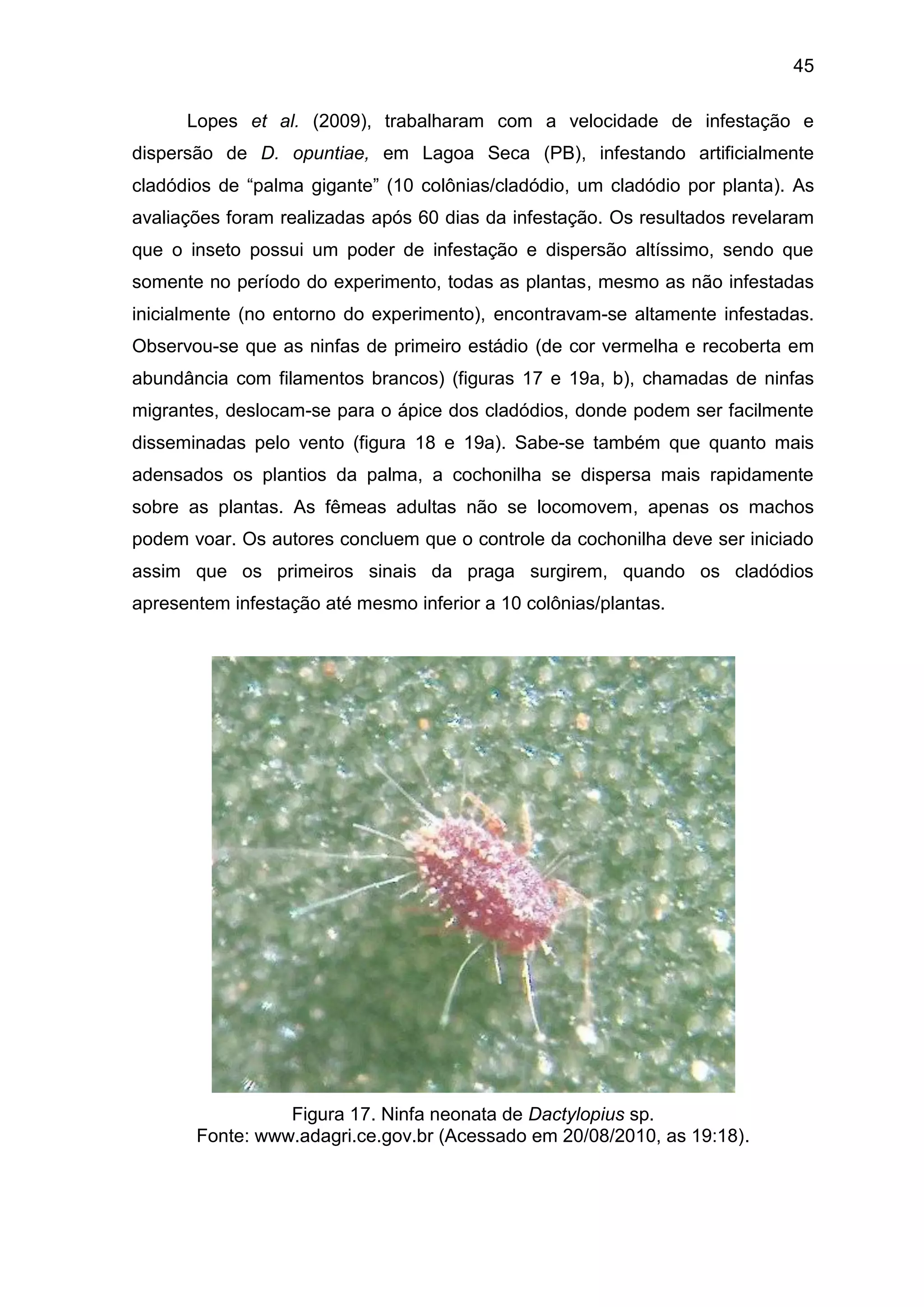 45
Lopes et al. (2009), trabalharam com a velocidade de infestação e
dispersão de D. opuntiae, em Lagoa Seca (PB), infestando artificialmente
cladódios de “palma gigante” (10 colônias/cladódio, um cladódio por planta). As
avaliações foram realizadas após 60 dias da infestação. Os resultados revelaram
que o inseto possui um poder de infestação e dispersão altíssimo, sendo que
somente no período do experimento, todas as plantas, mesmo as não infestadas
inicialmente (no entorno do experimento), encontravam-se altamente infestadas.
Observou-se que as ninfas de primeiro estádio (de cor vermelha e recoberta em
abundância com filamentos brancos) (figuras 17 e 19a, b), chamadas de ninfas
migrantes, deslocam-se para o ápice dos cladódios, donde podem ser facilmente
disseminadas pelo vento (figura 18 e 19a). Sabe-se também que quanto mais
adensados os plantios da palma, a cochonilha se dispersa mais rapidamente
sobre as plantas. As fêmeas adultas não se locomovem, apenas os machos
podem voar. Os autores concluem que o controle da cochonilha deve ser iniciado
assim que os primeiros sinais da praga surgirem, quando os cladódios
apresentem infestação até mesmo inferior a 10 colônias/plantas.
Figura 17. Ninfa neonata de Dactylopius sp.
Fonte: www.adagri.ce.gov.br (Acessado em 20/08/2010, as 19:18).
 