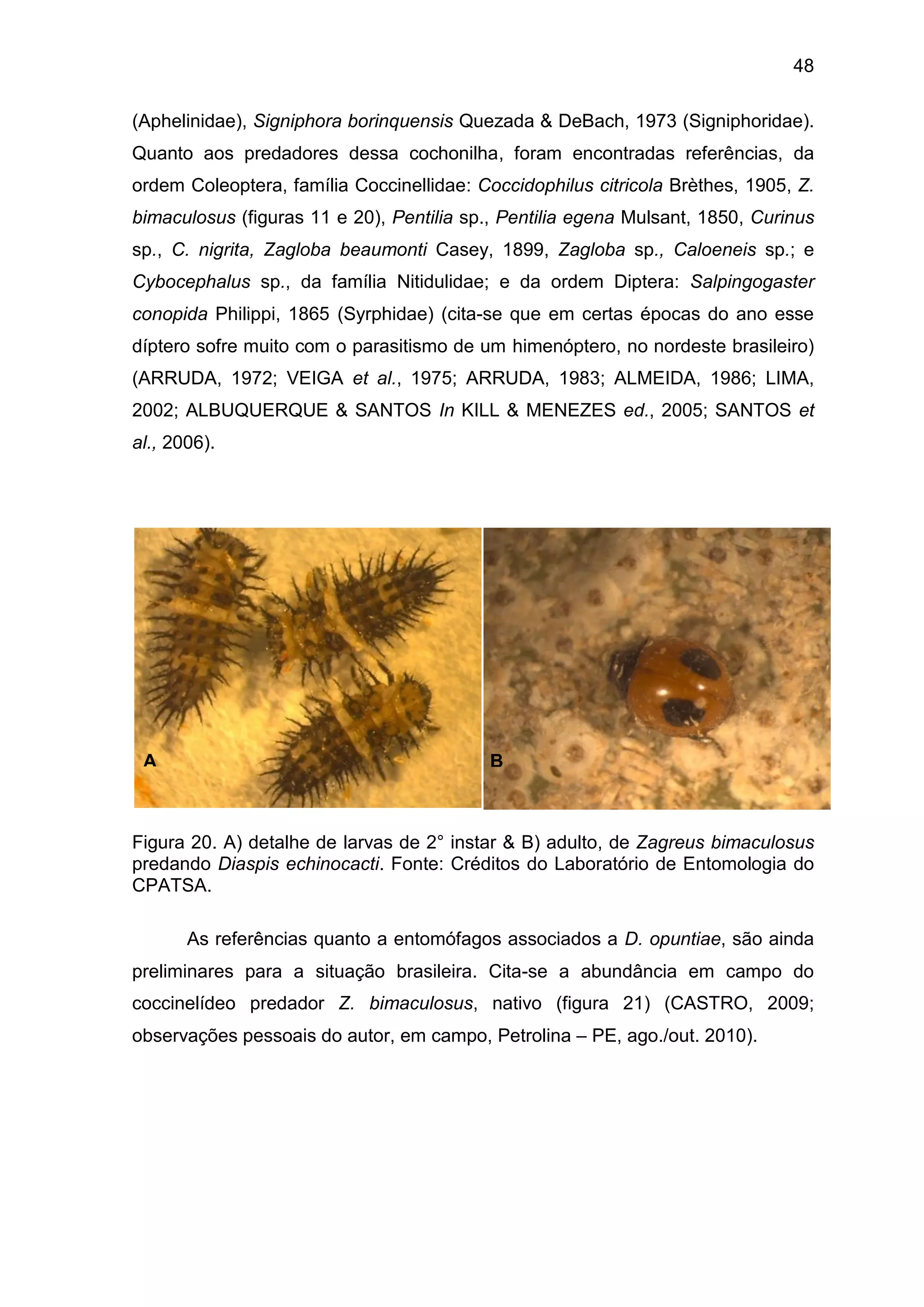 48
(Aphelinidae), Signiphora borinquensis Quezada & DeBach, 1973 (Signiphoridae).
Quanto aos predadores dessa cochonilha, foram encontradas referências, da
ordem Coleoptera, família Coccinellidae: Coccidophilus citricola Brèthes, 1905, Z.
bimaculosus (figuras 11 e 20), Pentilia sp., Pentilia egena Mulsant, 1850, Curinus
sp., C. nigrita, Zagloba beaumonti Casey, 1899, Zagloba sp., Caloeneis sp.; e
Cybocephalus sp., da família Nitidulidae; e da ordem Diptera: Salpingogaster
conopida Philippi, 1865 (Syrphidae) (cita-se que em certas épocas do ano esse
díptero sofre muito com o parasitismo de um himenóptero, no nordeste brasileiro)
(ARRUDA, 1972; VEIGA et al., 1975; ARRUDA, 1983; ALMEIDA, 1986; LIMA,
2002; ALBUQUERQUE & SANTOS In KILL & MENEZES ed., 2005; SANTOS et
al., 2006).
Figura 20. A) detalhe de larvas de 2° instar & B) adulto, de Zagreus bimaculosus
predando Diaspis echinocacti. Fonte: Créditos do Laboratório de Entomologia do
CPATSA.
As referências quanto a entomófagos associados a D. opuntiae, são ainda
preliminares para a situação brasileira. Cita-se a abundância em campo do
coccinelídeo predador Z. bimaculosus, nativo (figura 21) (CASTRO, 2009;
observações pessoais do autor, em campo, Petrolina – PE, ago./out. 2010).
A B
 