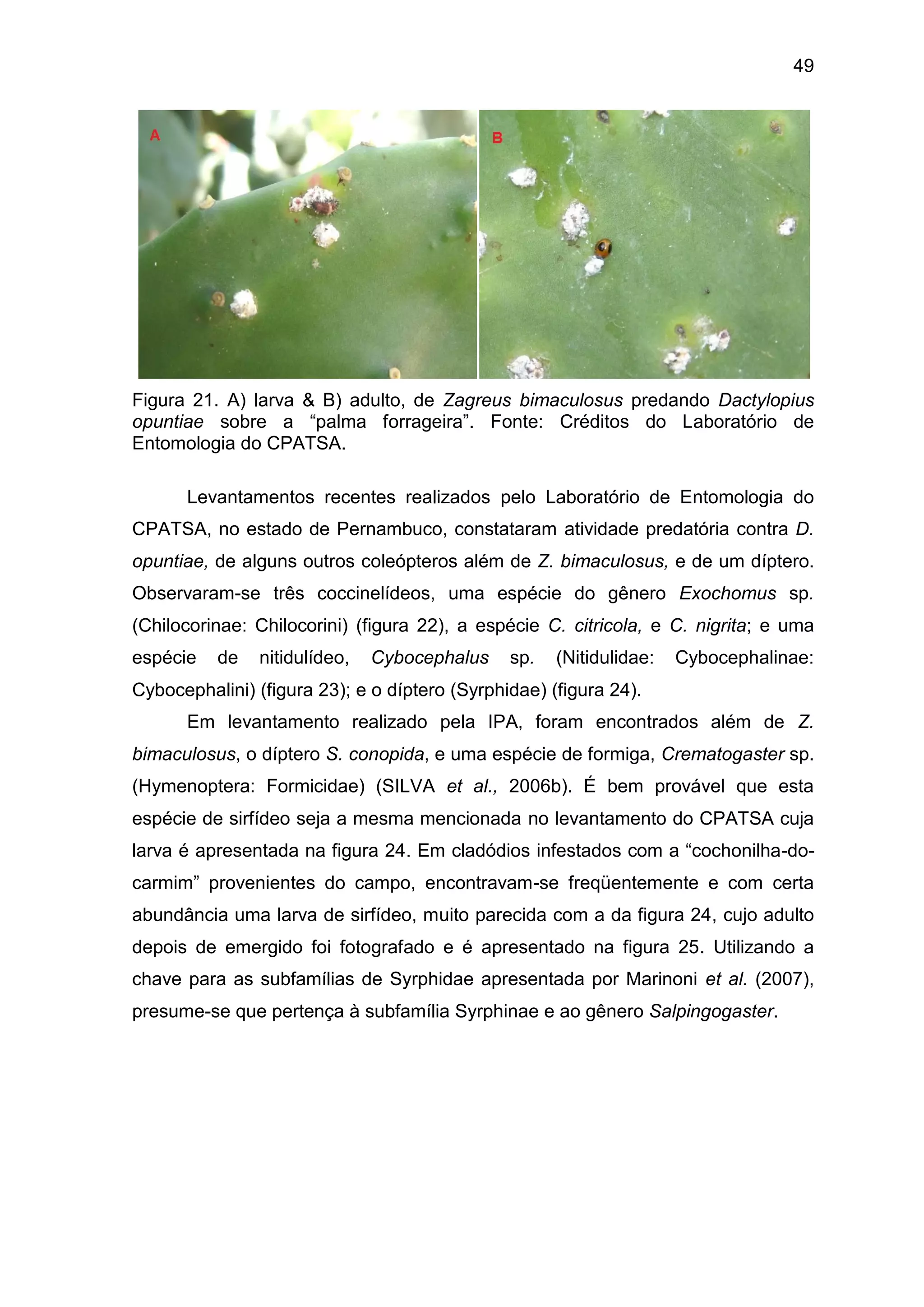 49
Figura 21. A) larva & B) adulto, de Zagreus bimaculosus predando Dactylopius
opuntiae sobre a “palma forrageira”. Fonte: Créditos do Laboratório de
Entomologia do CPATSA.
Levantamentos recentes realizados pelo Laboratório de Entomologia do
CPATSA, no estado de Pernambuco, constataram atividade predatória contra D.
opuntiae, de alguns outros coleópteros além de Z. bimaculosus, e de um díptero.
Observaram-se três coccinelídeos, uma espécie do gênero Exochomus sp.
(Chilocorinae: Chilocorini) (figura 22), a espécie C. citricola, e C. nigrita; e uma
espécie de nitidulídeo, Cybocephalus sp. (Nitidulidae: Cybocephalinae:
Cybocephalini) (figura 23); e o díptero (Syrphidae) (figura 24).
Em levantamento realizado pela IPA, foram encontrados além de Z.
bimaculosus, o díptero S. conopida, e uma espécie de formiga, Crematogaster sp.
(Hymenoptera: Formicidae) (SILVA et al., 2006b). É bem provável que esta
espécie de sirfídeo seja a mesma mencionada no levantamento do CPATSA cuja
larva é apresentada na figura 24. Em cladódios infestados com a “cochonilha-do-
carmim” provenientes do campo, encontravam-se freqüentemente e com certa
abundância uma larva de sirfídeo, muito parecida com a da figura 24, cujo adulto
depois de emergido foi fotografado e é apresentado na figura 25. Utilizando a
chave para as subfamílias de Syrphidae apresentada por Marinoni et al. (2007),
presume-se que pertença à subfamília Syrphinae e ao gênero Salpingogaster.
 