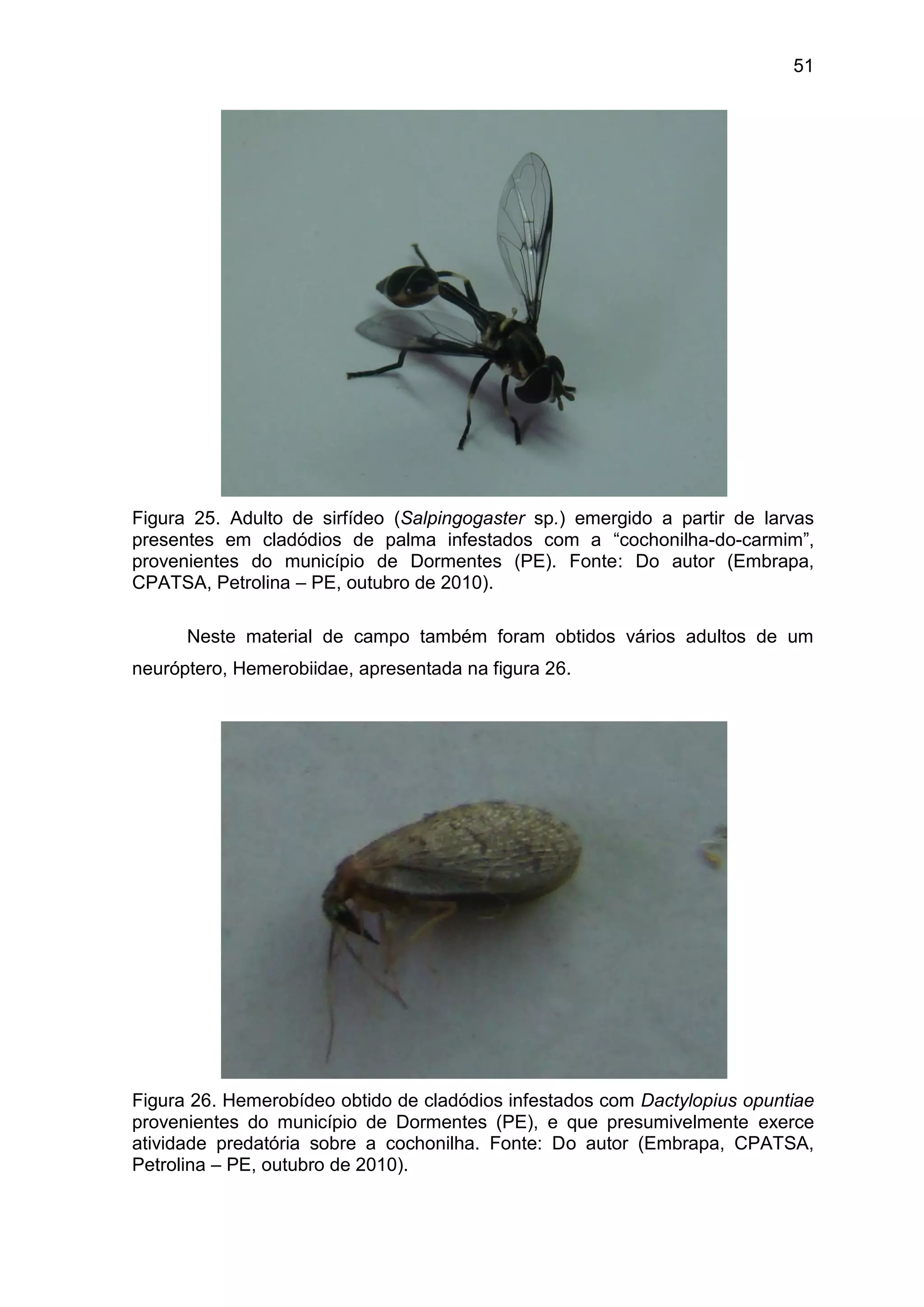 51
Figura 25. Adulto de sirfídeo (Salpingogaster sp.) emergido a partir de larvas
presentes em cladódios de palma infestados com a “cochonilha-do-carmim”,
provenientes do município de Dormentes (PE). Fonte: Do autor (Embrapa,
CPATSA, Petrolina – PE, outubro de 2010).
Neste material de campo também foram obtidos vários adultos de um
neuróptero, Hemerobiidae, apresentada na figura 26.
Figura 26. Hemerobídeo obtido de cladódios infestados com Dactylopius opuntiae
provenientes do município de Dormentes (PE), e que presumivelmente exerce
atividade predatória sobre a cochonilha. Fonte: Do autor (Embrapa, CPATSA,
Petrolina – PE, outubro de 2010).
 