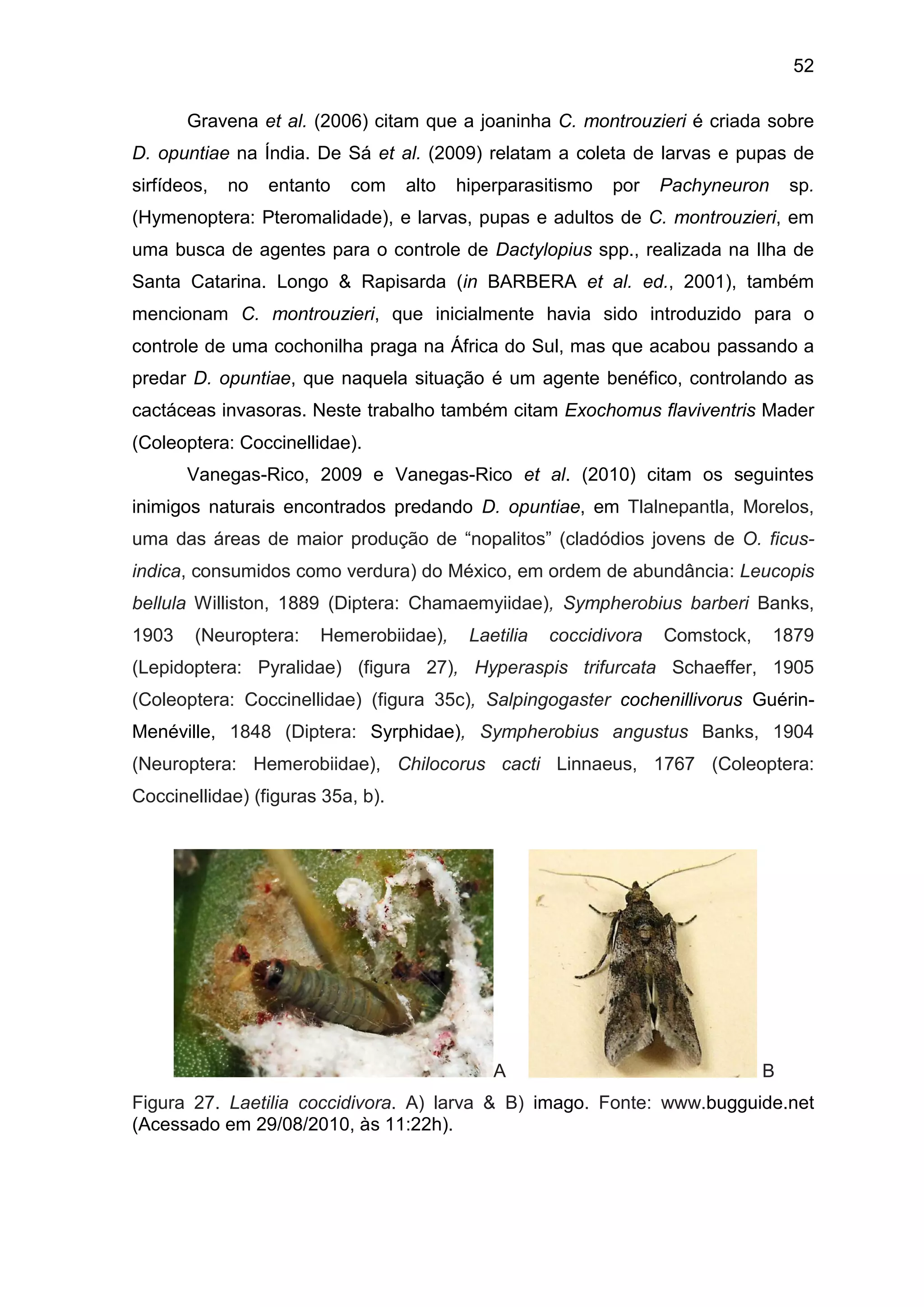 52
Gravena et al. (2006) citam que a joaninha C. montrouzieri é criada sobre
D. opuntiae na Índia. De Sá et al. (2009) relatam a coleta de larvas e pupas de
sirfídeos, no entanto com alto hiperparasitismo por Pachyneuron sp.
(Hymenoptera: Pteromalidade), e larvas, pupas e adultos de C. montrouzieri, em
uma busca de agentes para o controle de Dactylopius spp., realizada na Ilha de
Santa Catarina. Longo & Rapisarda (in BARBERA et al. ed., 2001), também
mencionam C. montrouzieri, que inicialmente havia sido introduzido para o
controle de uma cochonilha praga na África do Sul, mas que acabou passando a
predar D. opuntiae, que naquela situação é um agente benéfico, controlando as
cactáceas invasoras. Neste trabalho também citam Exochomus flaviventris Mader
(Coleoptera: Coccinellidae).
Vanegas-Rico, 2009 e Vanegas-Rico et al. (2010) citam os seguintes
inimigos naturais encontrados predando D. opuntiae, em Tlalnepantla, Morelos,
uma das áreas de maior produção de “nopalitos” (cladódios jovens de O. ficus-
indica, consumidos como verdura) do México, em ordem de abundância: Leucopis
bellula Williston, 1889 (Diptera: Chamaemyiidae), Sympherobius barberi Banks,
1903 (Neuroptera: Hemerobiidae), Laetilia coccidivora Comstock, 1879
(Lepidoptera: Pyralidae) (figura 27), Hyperaspis trifurcata Schaeffer, 1905
(Coleoptera: Coccinellidae) (figura 35c), Salpingogaster cochenillivorus Guérin-
Menéville, 1848 (Diptera: Syrphidae), Sympherobius angustus Banks, 1904
(Neuroptera: Hemerobiidae), Chilocorus cacti Linnaeus, 1767 (Coleoptera:
Coccinellidae) (figuras 35a, b).
A B
Figura 27. Laetilia coccidivora. A) larva & B) imago. Fonte: www.bugguide.net
(Acessado em 29/08/2010, às 11:22h).
 