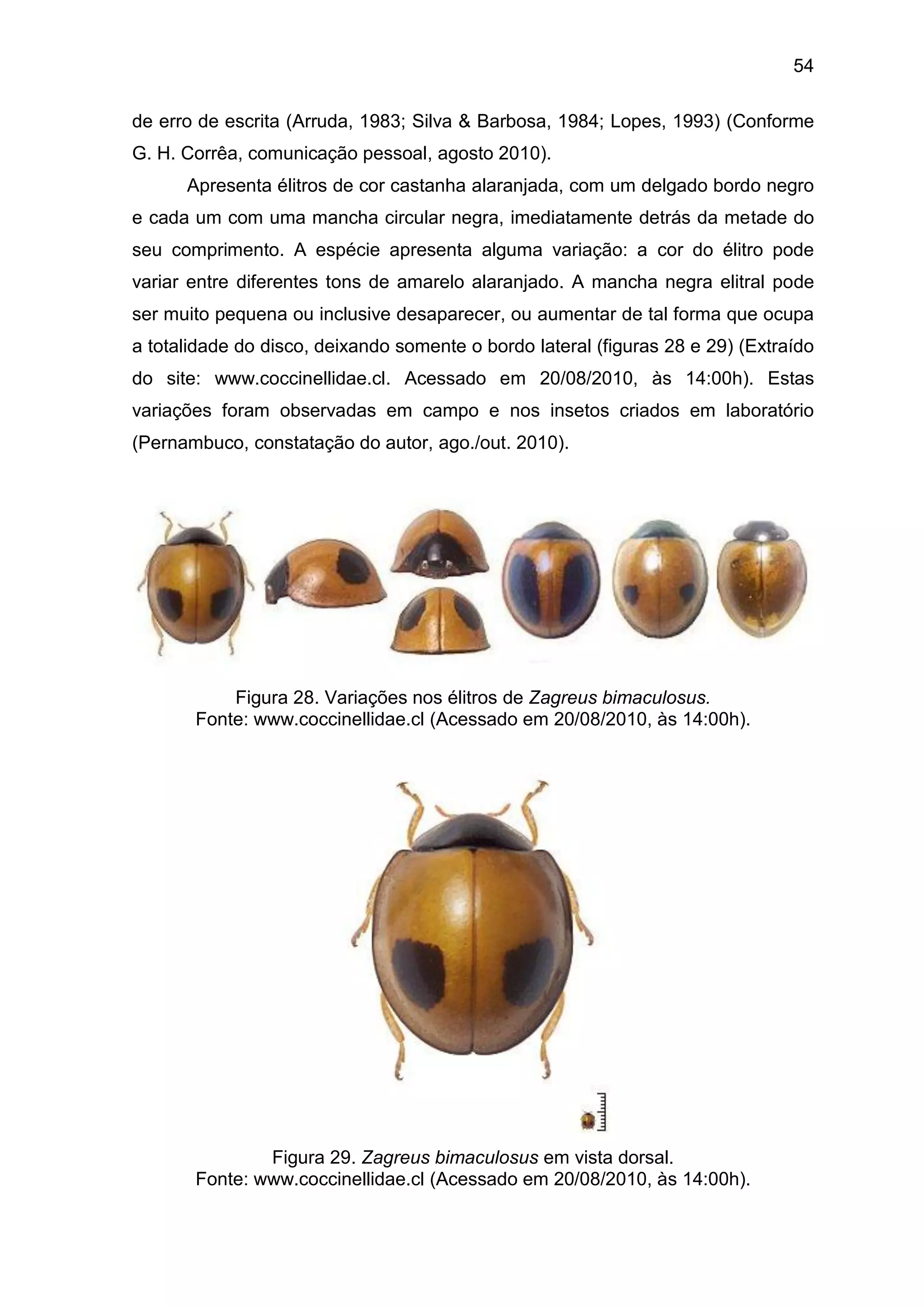 54
de erro de escrita (Arruda, 1983; Silva & Barbosa, 1984; Lopes, 1993) (Conforme
G. H. Corrêa, comunicação pessoal, agosto 2010).
Apresenta élitros de cor castanha alaranjada, com um delgado bordo negro
e cada um com uma mancha circular negra, imediatamente detrás da metade do
seu comprimento. A espécie apresenta alguma variação: a cor do élitro pode
variar entre diferentes tons de amarelo alaranjado. A mancha negra elitral pode
ser muito pequena ou inclusive desaparecer, ou aumentar de tal forma que ocupa
a totalidade do disco, deixando somente o bordo lateral (figuras 28 e 29) (Extraído
do site: www.coccinellidae.cl. Acessado em 20/08/2010, às 14:00h). Estas
variações foram observadas em campo e nos insetos criados em laboratório
(Pernambuco, constatação do autor, ago./out. 2010).
Figura 28. Variações nos élitros de Zagreus bimaculosus.
Fonte: www.coccinellidae.cl (Acessado em 20/08/2010, às 14:00h).
Figura 29. Zagreus bimaculosus em vista dorsal.
Fonte: www.coccinellidae.cl (Acessado em 20/08/2010, às 14:00h).
 