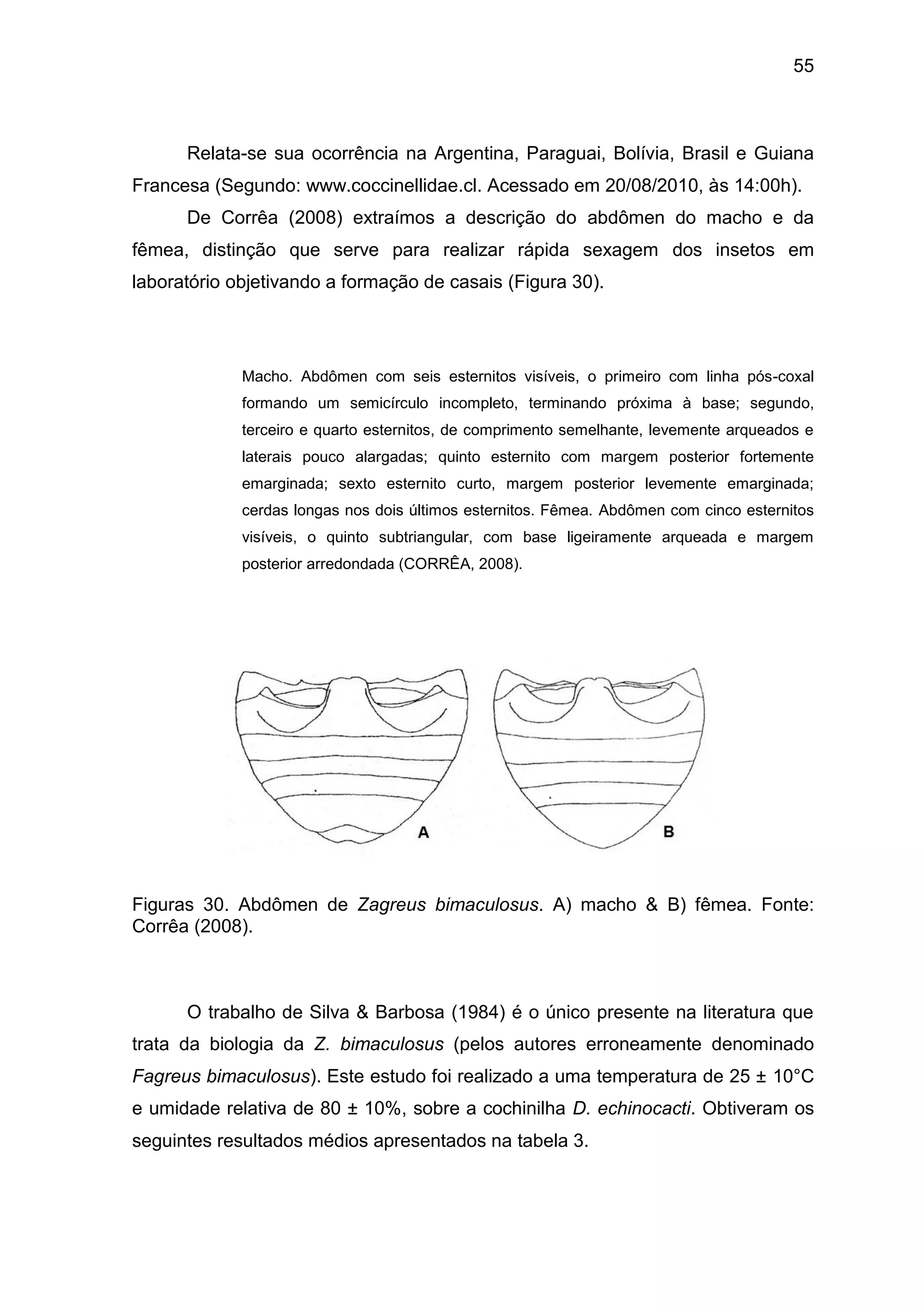 55
Relata-se sua ocorrência na Argentina, Paraguai, Bolívia, Brasil e Guiana
Francesa (Segundo: www.coccinellidae.cl. Acessado em 20/08/2010, às 14:00h).
De Corrêa (2008) extraímos a descrição do abdômen do macho e da
fêmea, distinção que serve para realizar rápida sexagem dos insetos em
laboratório objetivando a formação de casais (Figura 30).
Macho. Abdômen com seis esternitos visíveis, o primeiro com linha pós-coxal
formando um semicírculo incompleto, terminando próxima à base; segundo,
terceiro e quarto esternitos, de comprimento semelhante, levemente arqueados e
laterais pouco alargadas; quinto esternito com margem posterior fortemente
emarginada; sexto esternito curto, margem posterior levemente emarginada;
cerdas longas nos dois últimos esternitos. Fêmea. Abdômen com cinco esternitos
visíveis, o quinto subtriangular, com base ligeiramente arqueada e margem
posterior arredondada (CORRÊA, 2008).
Figuras 30. Abdômen de Zagreus bimaculosus. A) macho & B) fêmea. Fonte:
Corrêa (2008).
O trabalho de Silva & Barbosa (1984) é o único presente na literatura que
trata da biologia da Z. bimaculosus (pelos autores erroneamente denominado
Fagreus bimaculosus). Este estudo foi realizado a uma temperatura de 25 ± 10°C
e umidade relativa de 80 ± 10%, sobre a cochinilha D. echinocacti. Obtiveram os
seguintes resultados médios apresentados na tabela 3.
 