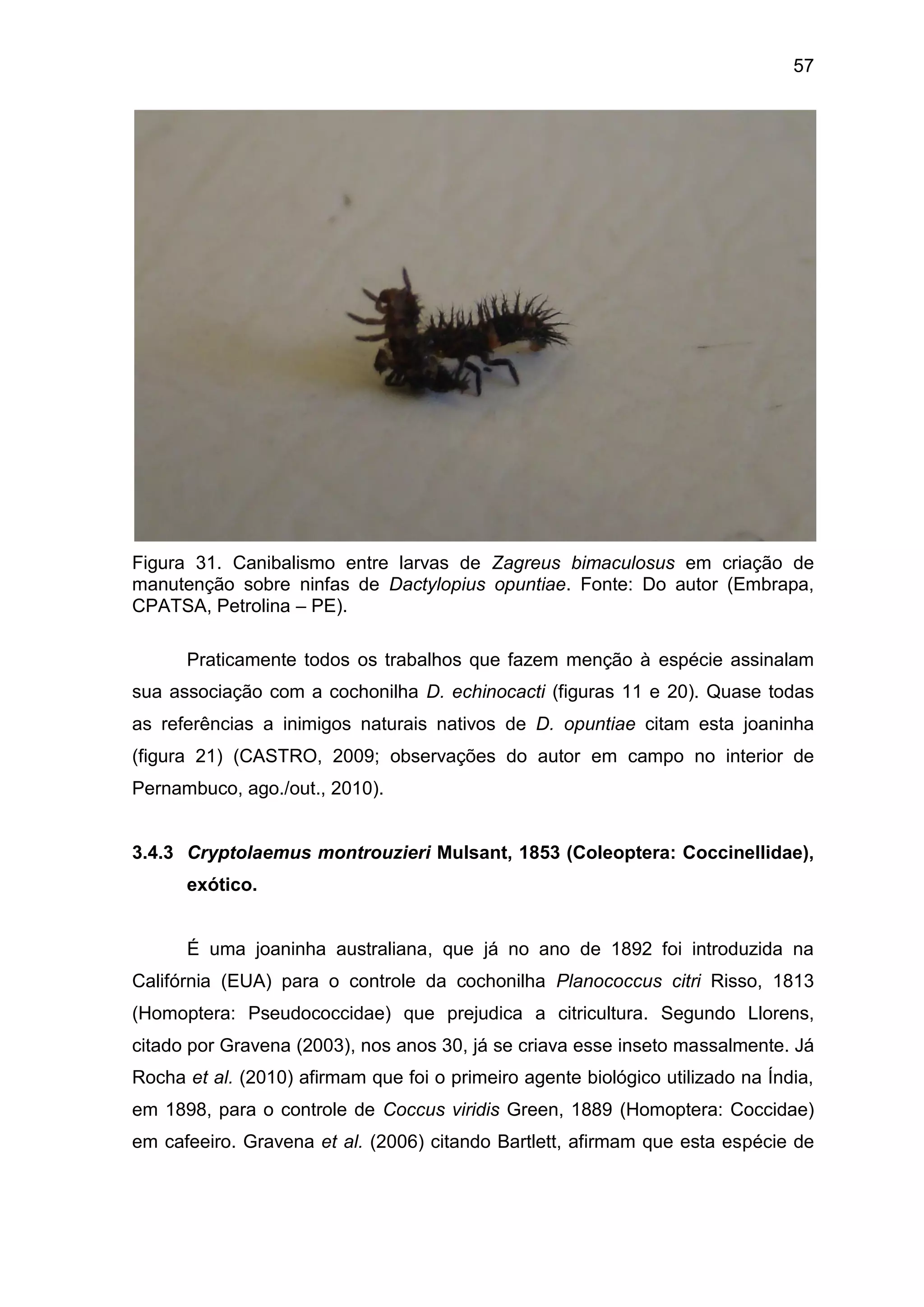 57
Figura 31. Canibalismo entre larvas de Zagreus bimaculosus em criação de
manutenção sobre ninfas de Dactylopius opuntiae. Fonte: Do autor (Embrapa,
CPATSA, Petrolina – PE).
Praticamente todos os trabalhos que fazem menção à espécie assinalam
sua associação com a cochonilha D. echinocacti (figuras 11 e 20). Quase todas
as referências a inimigos naturais nativos de D. opuntiae citam esta joaninha
(figura 21) (CASTRO, 2009; observações do autor em campo no interior de
Pernambuco, ago./out., 2010).
3.4.3 Cryptolaemus montrouzieri Mulsant, 1853 (Coleoptera: Coccinellidae),
exótico.
É uma joaninha australiana, que já no ano de 1892 foi introduzida na
Califórnia (EUA) para o controle da cochonilha Planococcus citri Risso, 1813
(Homoptera: Pseudococcidae) que prejudica a citricultura. Segundo Llorens,
citado por Gravena (2003), nos anos 30, já se criava esse inseto massalmente. Já
Rocha et al. (2010) afirmam que foi o primeiro agente biológico utilizado na Índia,
em 1898, para o controle de Coccus viridis Green, 1889 (Homoptera: Coccidae)
em cafeeiro. Gravena et al. (2006) citando Bartlett, afirmam que esta espécie de
 
