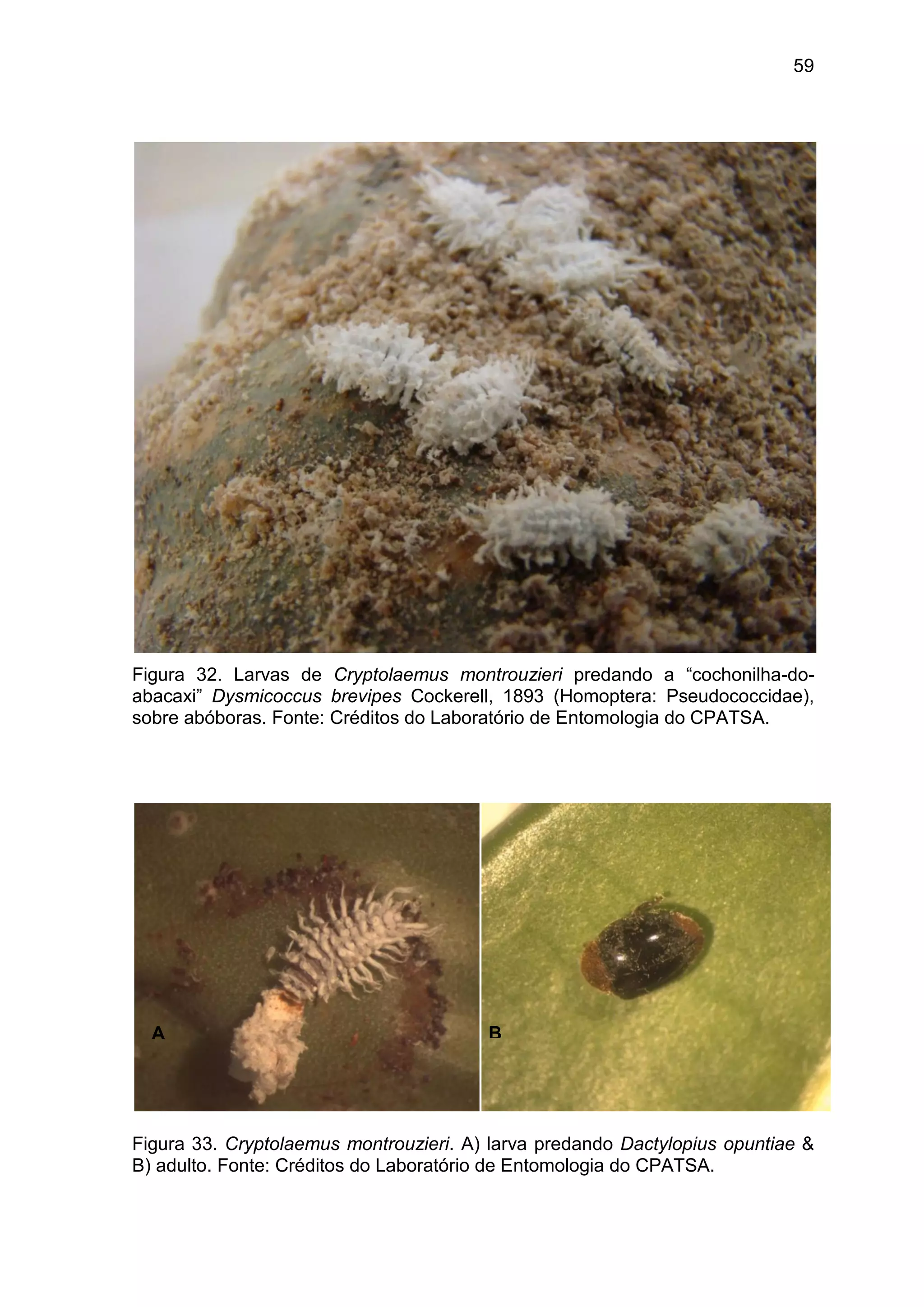 59
Figura 32. Larvas de Cryptolaemus montrouzieri predando a “cochonilha-do-
abacaxi” Dysmicoccus brevipes Cockerell, 1893 (Homoptera: Pseudococcidae),
sobre abóboras. Fonte: Créditos do Laboratório de Entomologia do CPATSA.
Figura 33. Cryptolaemus montrouzieri. A) larva predando Dactylopius opuntiae &
B) adulto. Fonte: Créditos do Laboratório de Entomologia do CPATSA.
A B
 
