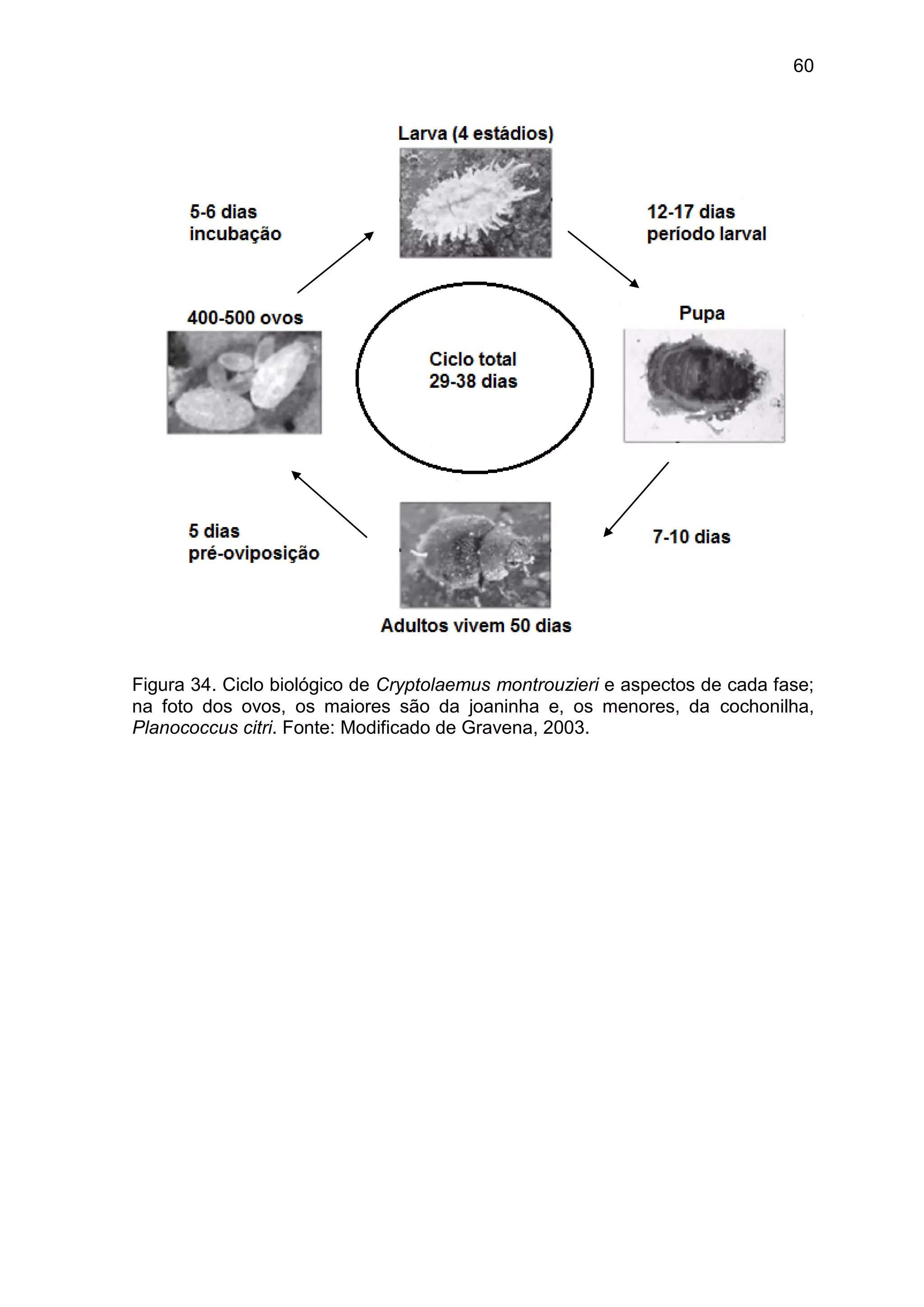 60
Figura 34. Ciclo biológico de Cryptolaemus montrouzieri e aspectos de cada fase;
na foto dos ovos, os maiores são da joaninha e, os menores, da cochonilha,
Planococcus citri. Fonte: Modificado de Gravena, 2003.
 
