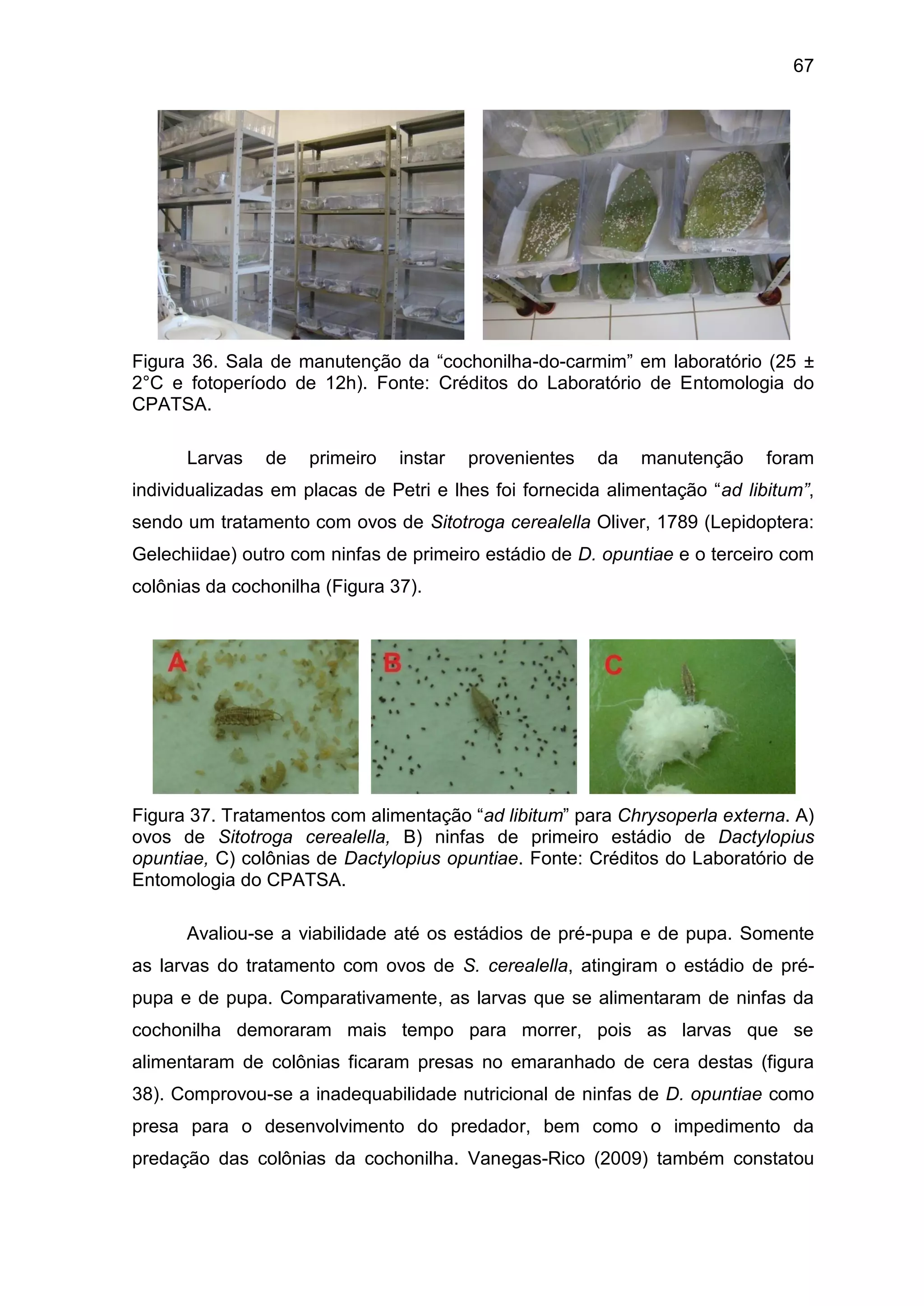 67
Figura 36. Sala de manutenção da “cochonilha-do-carmim” em laboratório (25 ±
2°C e fotoperíodo de 12h). Fonte: Créditos do Laboratório de Entomologia do
CPATSA.
Larvas de primeiro instar provenientes da manutenção foram
individualizadas em placas de Petri e lhes foi fornecida alimentação “ad libitum”,
sendo um tratamento com ovos de Sitotroga cerealella Oliver, 1789 (Lepidoptera:
Gelechiidae) outro com ninfas de primeiro estádio de D. opuntiae e o terceiro com
colônias da cochonilha (Figura 37).
Figura 37. Tratamentos com alimentação “ad libitum” para Chrysoperla externa. A)
ovos de Sitotroga cerealella, B) ninfas de primeiro estádio de Dactylopius
opuntiae, C) colônias de Dactylopius opuntiae. Fonte: Créditos do Laboratório de
Entomologia do CPATSA.
Avaliou-se a viabilidade até os estádios de pré-pupa e de pupa. Somente
as larvas do tratamento com ovos de S. cerealella, atingiram o estádio de pré-
pupa e de pupa. Comparativamente, as larvas que se alimentaram de ninfas da
cochonilha demoraram mais tempo para morrer, pois as larvas que se
alimentaram de colônias ficaram presas no emaranhado de cera destas (figura
38). Comprovou-se a inadequabilidade nutricional de ninfas de D. opuntiae como
presa para o desenvolvimento do predador, bem como o impedimento da
predação das colônias da cochonilha. Vanegas-Rico (2009) também constatou
 