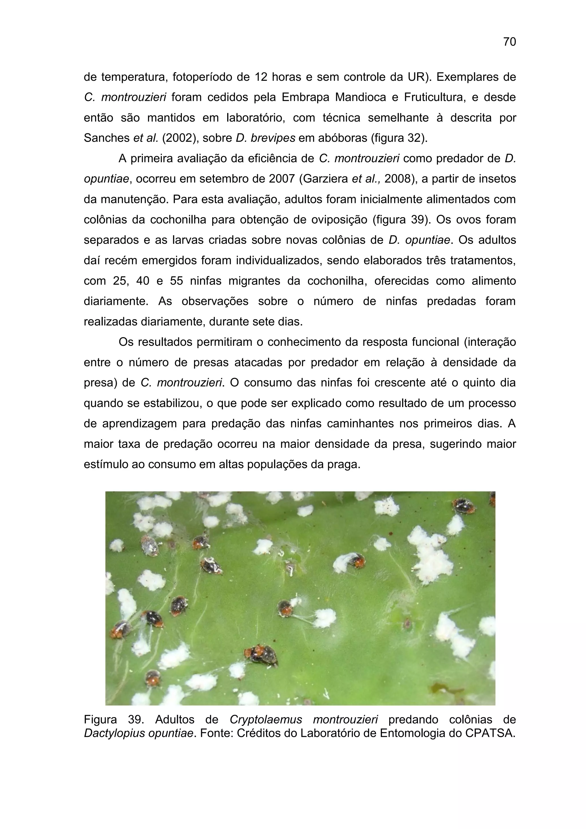 70
de temperatura, fotoperíodo de 12 horas e sem controle da UR). Exemplares de
C. montrouzieri foram cedidos pela Embrapa Mandioca e Fruticultura, e desde
então são mantidos em laboratório, com técnica semelhante à descrita por
Sanches et al. (2002), sobre D. brevipes em abóboras (figura 32).
A primeira avaliação da eficiência de C. montrouzieri como predador de D.
opuntiae, ocorreu em setembro de 2007 (Garziera et al., 2008), a partir de insetos
da manutenção. Para esta avaliação, adultos foram inicialmente alimentados com
colônias da cochonilha para obtenção de oviposição (figura 39). Os ovos foram
separados e as larvas criadas sobre novas colônias de D. opuntiae. Os adultos
daí recém emergidos foram individualizados, sendo elaborados três tratamentos,
com 25, 40 e 55 ninfas migrantes da cochonilha, oferecidas como alimento
diariamente. As observações sobre o número de ninfas predadas foram
realizadas diariamente, durante sete dias.
Os resultados permitiram o conhecimento da resposta funcional (interação
entre o número de presas atacadas por predador em relação à densidade da
presa) de C. montrouzieri. O consumo das ninfas foi crescente até o quinto dia
quando se estabilizou, o que pode ser explicado como resultado de um processo
de aprendizagem para predação das ninfas caminhantes nos primeiros dias. A
maior taxa de predação ocorreu na maior densidade da presa, sugerindo maior
estímulo ao consumo em altas populações da praga.
Figura 39. Adultos de Cryptolaemus montrouzieri predando colônias de
Dactylopius opuntiae. Fonte: Créditos do Laboratório de Entomologia do CPATSA.
 
