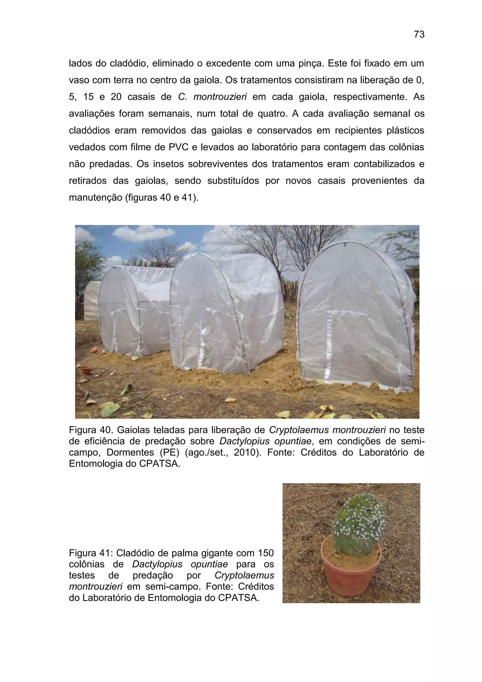 73
lados do cladódio, eliminado o excedente com uma pinça. Este foi fixado em um
vaso com terra no centro da gaiola. Os tratamentos consistiram na liberação de 0,
5, 15 e 20 casais de C. montrouzieri em cada gaiola, respectivamente. As
avaliações foram semanais, num total de quatro. A cada avaliação semanal os
cladódios eram removidos das gaiolas e conservados em recipientes plásticos
vedados com filme de PVC e levados ao laboratório para contagem das colônias
não predadas. Os insetos sobreviventes dos tratamentos eram contabilizados e
retirados das gaiolas, sendo substituídos por novos casais provenientes da
manutenção (figuras 40 e 41).
Figura 40. Gaiolas teladas para liberação de Cryptolaemus montrouzieri no teste
de eficiência de predação sobre Dactylopius opuntiae, em condições de semi-
campo, Dormentes (PE) (ago./set., 2010). Fonte: Créditos do Laboratório de
Entomologia do CPATSA.
Figura 41: Cladódio de palma gigante com 150
colônias de Dactylopius opuntiae para os
testes de predação por Cryptolaemus
montrouzieri em semi-campo. Fonte: Créditos
do Laboratório de Entomologia do CPATSA.
 
