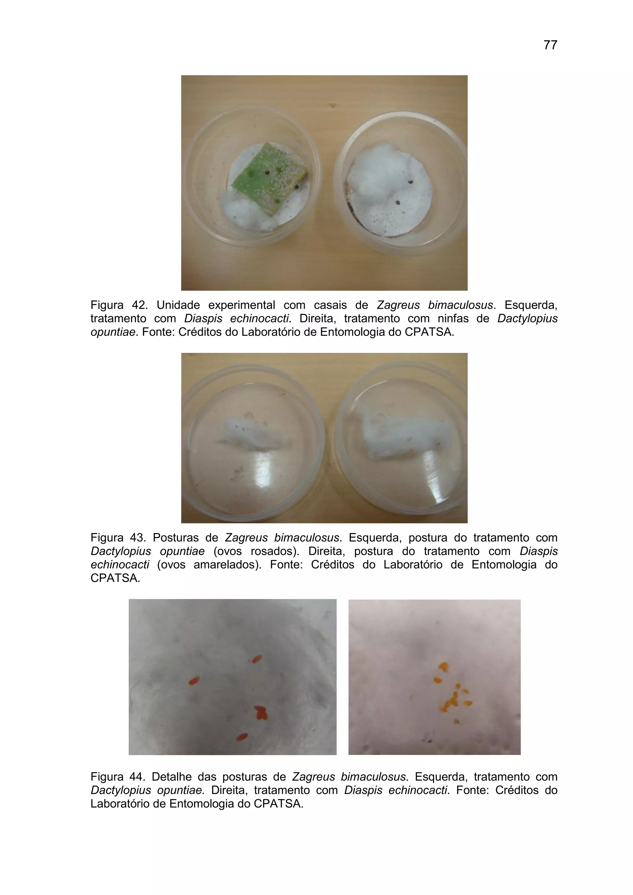 77
Figura 42. Unidade experimental com casais de Zagreus bimaculosus. Esquerda,
tratamento com Diaspis echinocacti. Direita, tratamento com ninfas de Dactylopius
opuntiae. Fonte: Créditos do Laboratório de Entomologia do CPATSA.
Figura 43. Posturas de Zagreus bimaculosus. Esquerda, postura do tratamento com
Dactylopius opuntiae (ovos rosados). Direita, postura do tratamento com Diaspis
echinocacti (ovos amarelados). Fonte: Créditos do Laboratório de Entomologia do
CPATSA.
Figura 44. Detalhe das posturas de Zagreus bimaculosus. Esquerda, tratamento com
Dactylopius opuntiae. Direita, tratamento com Diaspis echinocacti. Fonte: Créditos do
Laboratório de Entomologia do CPATSA.
 