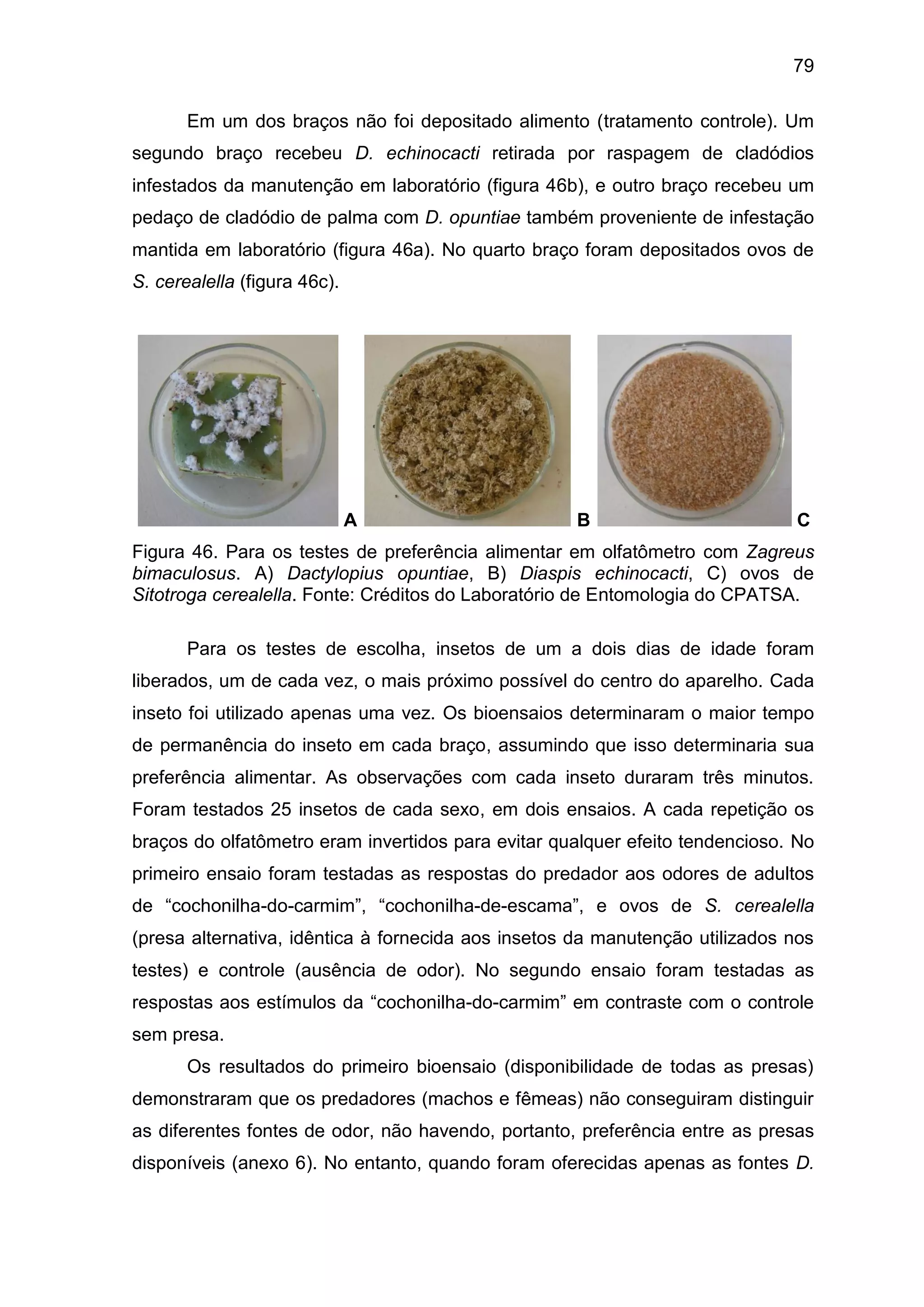 79
Em um dos braços não foi depositado alimento (tratamento controle). Um
segundo braço recebeu D. echinocacti retirada por raspagem de cladódios
infestados da manutenção em laboratório (figura 46b), e outro braço recebeu um
pedaço de cladódio de palma com D. opuntiae também proveniente de infestação
mantida em laboratório (figura 46a). No quarto braço foram depositados ovos de
S. cerealella (figura 46c).
A B C
Figura 46. Para os testes de preferência alimentar em olfatômetro com Zagreus
bimaculosus. A) Dactylopius opuntiae, B) Diaspis echinocacti, C) ovos de
Sitotroga cerealella. Fonte: Créditos do Laboratório de Entomologia do CPATSA.
Para os testes de escolha, insetos de um a dois dias de idade foram
liberados, um de cada vez, o mais próximo possível do centro do aparelho. Cada
inseto foi utilizado apenas uma vez. Os bioensaios determinaram o maior tempo
de permanência do inseto em cada braço, assumindo que isso determinaria sua
preferência alimentar. As observações com cada inseto duraram três minutos.
Foram testados 25 insetos de cada sexo, em dois ensaios. A cada repetição os
braços do olfatômetro eram invertidos para evitar qualquer efeito tendencioso. No
primeiro ensaio foram testadas as respostas do predador aos odores de adultos
de “cochonilha-do-carmim”, “cochonilha-de-escama”, e ovos de S. cerealella
(presa alternativa, idêntica à fornecida aos insetos da manutenção utilizados nos
testes) e controle (ausência de odor). No segundo ensaio foram testadas as
respostas aos estímulos da “cochonilha-do-carmim” em contraste com o controle
sem presa.
Os resultados do primeiro bioensaio (disponibilidade de todas as presas)
demonstraram que os predadores (machos e fêmeas) não conseguiram distinguir
as diferentes fontes de odor, não havendo, portanto, preferência entre as presas
disponíveis (anexo 6). No entanto, quando foram oferecidas apenas as fontes D.
 