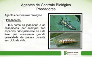 Agentes de Controle Biológico
Predadores
Agentes de Controle Biológico
Predadores:
Tais como as joaninhas e os
crisopídeos, por exemplo, são
espécies principalmente de vida
livre que consomem grande
quantidade de presas durante
seu ciclo de vida.
 