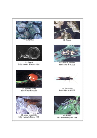 9- Cochonilhas 10- Ácaros
11- Caracol
Foto: Ruppert & Barnes 1994
12- Larva de joaninha
Foto: Gallo et al 2002
13- Joaninha adulta
Foto: Gallo et al 2002
14- Tesourinha
Foto: Gallo et al 2002
15- Vespa parasitóide
Foto: Hussey & Scopes 1985
16- Aranha
Foto: Preston-Mapham 1996
 