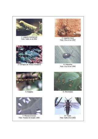 1- Lagarta mandarová
Foto: Gallo et al 2002
2- Lagarta-rosca
Foto: Cruz et al 1997
3- Estragos de mosca minadora 4- Vaquinha
Foto: Cruz et al 1999
5- Pulgões 6- Percevejos
7- Moscas brancas
Foto: Hussey & Scopes 1985
8- Tripes
Foto: Gallo et al 2002
 