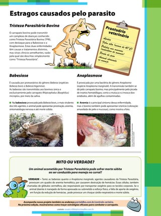Babesiose
É causada por protozoários do gênero Babesia (espécies
Babesia bovis e Babesia bigemina).
As babesias são transmitidas aos bovinos única e
exclusivamente pelo carrapato Rhipicephalus (Boophilus)
microplus, por meio da saliva.
n	 Na babesiose provocada pela Babesia bovis, o mais virulento
dos três agentes, o animal pode apresentar prostração, anemia,
sintomatologia nervosa e até morte súbita.
Estragos causados pelo parasito
O carrapato bovino pode transmitir
um complexo de doenças conhecido
como Tristeza Parasitária Bovina (TPB),
com destaque para a Babesiose e a
Anaplasmose. Estas duas enfermidades
têm causas e tratamentos distintos,
mas sinais clínicos semelhantes, razão
pela qual são descritas simplesmente
como “Tristeza Parasitária”.
Mito ou Verdade?
Um animal acometido por Tristeza Parasitária pode sofrer morte súbita
ao ser conduzido para manejo no curral?
VERDADE – Tanto as babesias quanto a Anaplasma marginale, agentes causadores da Tristeza Parasitária,
provocam um quadro de anemia hemolítica, por causarem destruição de hemácias. Essas células, também
chamadas de glóbulos vermelhos, são responsáveis por transportar oxigênio para os tecidos corporais. Se o
animal doente é manejado de forma apressada ou submetido a esforço físico, a falta de aporte de oxigênio,
em função da redução de hemácias, pode provocar um choque cárdio-respiratório e morte súbita.
Acompanhe nosso projeto também no endereço portaldbo.com.br/controle-certeiro.
Na próxima edição, mostraremos como traçar estratégias eficazes para combater o carrapato.
Tristeza Parasitária Bovina
Anaplasmose
É provocada por uma bactéria do gênero Anaplasma
(espécie Anaplasma marginale). A transmissão também se
dá pelo carrapato bovino, mas principalmente pela picada
de insetos hematófagos, como a mutuca e a mosca-dos-
estábulos, além de agulhas contaminadas.
n	 Anemia é o principal sintoma dessa enfermidade,
mas o bovino também pode apresentar icterícia (coloração
amarelada de pele e mucosas), como mostra a foto.
ProntuárioveterinárioApatia
Febre alta (acima de 40°C)
Palidez nas mucosas
(indicativo de anemia)Perda de pesoAnimal atrasadono manejo
Fotos:InstitutodePesquisasVeterinárias
DesidérioFinamor(IPVDF)
contato: renato.villela@revistadbo.com.br
 