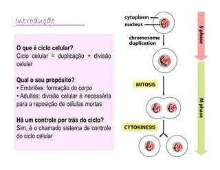 Ciclo celular: fases, divisão e controle