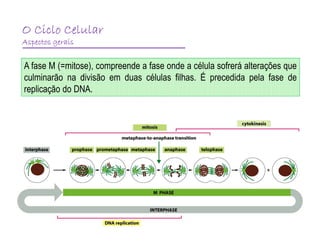 Ciclo celular: fases, divisão e controle