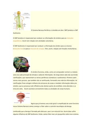 O Sistema Nervoso Periférico é dividido em dois: SNP Somático e SNP
Autônomo.
O SNP Somático é responsável por conduzir as informações do cérebro para os músculos
esqueléticos. Assim tem relação com atividades voluntárias.
O SNP Autônomo é responsável por conduzir a informação do cérebro para as vísceras
(músculos lisos) e para o músculo do coração. Tem, assim, relação com funções involuntárias.

O cérebro funciona, então, como um computador central e a medula
seria seu cabo principal de entrada e saída de informações. Ao longo deste cabo vão ocorrendo
ramificações, que representam os nervos periféricos (somáticos e autônomos). Primeiro saem
nervos mais grossos, que também vâo se ramificando, formando uma rede de informações. As
ramificações finais atingem milhares de estruturas do corpo e mandam informações delas pro
cérebro, que as processa (sob inlfluência das demais partes do encéfalo), toma decisões e as
envia de volta. Assim acontece constamente todas as atividades do corpo humano.

Agora que já tivemos uma visão geral e simplificada de como funciona
nosso Sistema Nervoso vamos começar a falar sobre o controle neurológico da bexiga.
Lembrando que a bexiga é formada pelo detrusor, que é um músculo liso. Assim deve sofrer
alguma influência do SNP Autônomo. Então, vamos falar mais um pouquinho sobre esse sistema.

 