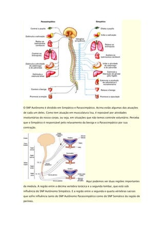 O SNP Autônomo é dividido em Simpático e Parassimpático. Acima estão algumas das atuações
de cada um deles. Como tem atuação em musculatura lisa, é reposável por atividades
involuntárias do nosso corpo, ou seja, em situações que não temos controle voluntário. Perceba
que o Simpático é responsável pelo relaxamento da bexiga e o Parassimpático por sua
contração.

Aqui podemos ver duas regiões importantes
da medula. A região entre a décima vertebra torácica e a segunda lombar, que está sob
influência do SNP Autônomo Simpático. E a região entre a segunda e quarta vértebras sacrais
que sofre influência tanto do SNP Autônomo Parassimpático como do SNP Somático da região de
períneo.

 