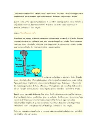 Lembrando quando a bexiga está enchendo o detrusor está relaxado e a musculatura periuretral
está contraída. Nesse momento o parassimpático está inibido e o simpático está ativado.
Quando vamos urinar o parassimpático deixa de ser inibido e começa a atuar. Nesse momento o
simpático é desativado. Ocorre relaxamento de períneo e esfíncter uretral e contração do
detrusor, com saída da urina em jato.
Veja em “Como fazemos xixi”.
Recordando que quando bebês esse mecanismo todo ocorre de forma reflexa. A bexiga distende
e manda informação pra medula de onde parte o comando que leva à micção. Conforme vamos
crescendo somos estimulados a controlar esse ato de urinar. Nesse momento o cérebro passa a
atuar como modulador dos sistemas simpático e parassimpático.

A bexiga vai enchendo e os receptores dentro dela vão
sendo estimulados. Essa infomração é passada pelos nervos aferentes da bexiga para a medula.
Agora, ao invés de simplesmente voltar um comando de contração do detrusor e relaxamento
dos músculos periuretrais de forma reflexa essa informação sobe até o encéfalo. Nada acontece
até que o cérebro permita. Assim, o parassimpática permanece inibido e o simpático ativado.
Quando temos a sensação de bexiga cheia vamos decidir, conscientemente, qual é o momento
de urinar. Caso tenhamos possibilidade vamos ao banheiro e decidimos que é o momento. Neste
instante o cérebro manda uma informação para a medula, liberando o parassimpático
e desativando o simpático. É quando relaxamos a musculatura de esfínter uretral e períneo e
reflexamente ocorre contração do músculo da bexiga, com saída da urina em jato.
Assim que o esvaziamento da bexiga se completa o parassimpático imediatamente é ser inibido
e o simpático volta a prevalecer.

 
