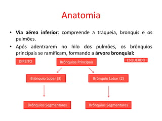 Anatomia
• Via aérea inferior: compreende a traqueia, bronquis e os
pulmões.
• Após adentrarem no hilo dos pulmões, os brônquios
principais se ramificam, formando a árvore bronquial:
Brônquios Principais
Brônquio Lobar (2)Brônquio Lobar (3)
DIREITO ESQUERDO
Brônquios Segmentares Brônquios Segmentares
 