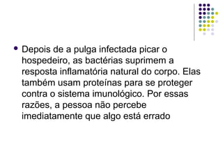  Depois de a pulga infectada picar o
hospedeiro, as bactérias suprimem a
resposta inflamatória natural do corpo. Elas
também usam proteínas para se proteger
contra o sistema imunológico. Por essas
razões, a pessoa não percebe
imediatamente que algo está errado
 