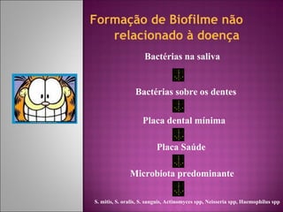 Formação de Biofilme não
relacionado à doença
Bactérias na saliva
Bactérias sobre os dentes
Placa dental mínima
Placa Saúde
Microbiota predominante
S. mitis, S. oralis, S. sanguis, Actinomyces spp, Neisseria spp, Haemophilus spp
 