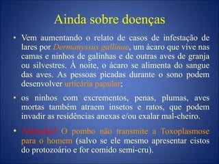 Ainda sobre doenças
• Vem aumentando o relato de casos de infestação de
lares por Dermanyssus gallinae, um ácaro que vive nas
camas e ninhos de galinhas e de outras aves de granja
ou silvestres. À noite, o ácaro se alimenta do sangue
das aves. As pessoas picadas durante o sono podem
desenvolver urticária papular;
• os ninhos com excrementos, penas, plumas, aves
mortas também atraem insetos e ratos, que podem
invadir as residências anexas e/ou exalar mal-cheiro.
• Atenção! O pombo não transmite a Toxoplasmose
para o homem (salvo se ele mesmo apresentar cistos
do protozoário e for comido semi-cru).
 