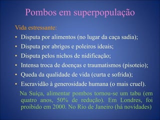 Pombos em superpopulação
Vida estressante:
• Disputa por alimentos (no lugar da caça sadia);
• Disputa por abrigos e poleiros ideais;
• Disputa pelos nichos de nidificação;
• Intensa troca de doenças e traumatismos (pisoteio);
• Queda da qualidade de vida (curta e sofrida);
• Escravidão à generosidade humana (o mais cruel).
Na Suíça, alimentar pombos tornou-se um tabu (em
quatro anos, 50% de redução). Em Londres, foi
proibido em 2000. No Rio de Janeiro (há novidades)
 