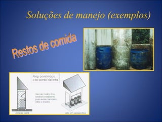 Soluções de manejo (exemplos)
 