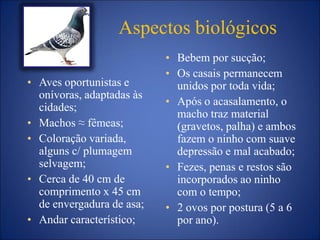 Aspectos biológicos
• Bebem por sucção;
• Os casais permanecem
unidos por toda vida;
• Após o acasalamento, o
macho traz material
(gravetos, palha) e ambos
fazem o ninho com suave
depressão e mal acabado;
• Fezes, penas e restos são
incorporados ao ninho
com o tempo;
• 2 ovos por postura (5 a 6
por ano).
• Aves oportunistas e
onívoras, adaptadas às
cidades;
• Machos ≈ fêmeas;
• Coloração variada,
alguns c/ plumagem
selvagem;
• Cerca de 40 cm de
comprimento x 45 cm
de envergadura de asa;
• Andar característico;
 