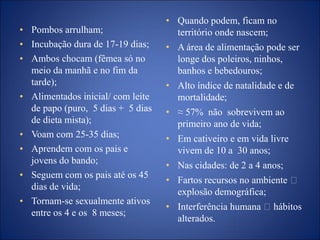 • Quando podem, ficam no
território onde nascem;
• A área de alimentação pode ser
longe dos poleiros, ninhos,
banhos e bebedouros;
• Alto índice de natalidade e de
mortalidade;
• ≈ 57% não sobrevivem ao
primeiro ano de vida;
• Em cativeiro e em vida livre
vivem de 10 a 30 anos;
• Nas cidades: de 2 a 4 anos;
• Fartos recursos no ambiente
explosão demográfica;
• Interferência humana hábitos
alterados.
• Pombos arrulham;
• Incubação dura de 17-19 dias;
• Ambos chocam (fêmea só no
meio da manhã e no fim da
tarde);
• Alimentados inicial/ com leite
de papo (puro, 5 dias + 5 dias
de dieta mista);
• Voam com 25-35 dias;
• Aprendem com os pais e
jovens do bando;
• Seguem com os pais até os 45
dias de vida;
• Tornam-se sexualmente ativos
entre os 4 e os 8 meses;
 