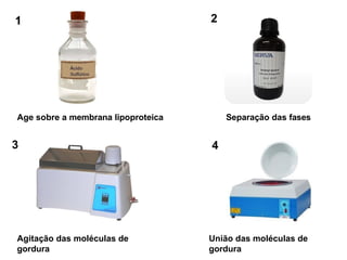 Age sobre a membrana lipoproteica
Agitação das moléculas de
gordura
Separação das fases
União das moléculas de
gordura
1 2
3 4
 