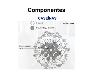 Componentes
CASEÍNAS
 