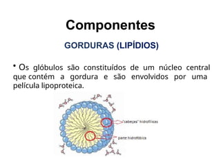 Componentes
GORDURAS (LIPÍDIOS)
• Os glóbulos são constituídos de um núcleo central
que contém a gordura e são envolvidos por uma
película lipoproteica.
 