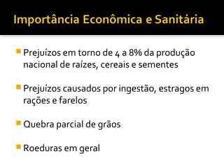  Prejuízos em torno de 4 a 8% da produção
nacional de raízes, cereais e sementes
 Prejuízos causados por ingestão, estragos em
rações e farelos
 Quebra parcial de grãos
 Roeduras em geral
 
