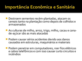  Destroem sementes recém-plantadas, atacam os
cereais tanto na plantação como depois de colhidos e
armazenados
 As culturas de milho, arroz, trigo, milho, cacau e cana-
de-açúcar são as mais atacadas
 Podem causar sérios acidentes devido aos danos
causados em estruturas, maquinários e materiais
 Podem penetrar em computadores, roer fios elétricos
e cabos telefônicos e com isso causar curto circuitos e
incêndios
 