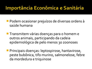 Podem ocasionar prejuízos de diversas ordens à
saúde humana
 Transmitem várias doenças para o homem e
outros animais, participando da cadeia
epidemiológica de pelo menos 30 zoonoses
 Principais doenças: leptospirose, hantavirose,
peste bubônica, tifo murino, salmonelose, febre
da mordedura e triquinose
 