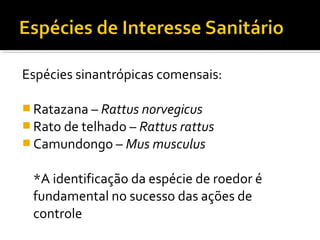 Espécies sinantrópicas comensais:
 Ratazana – Rattus norvegicus
 Rato de telhado – Rattus rattus
 Camundongo – Mus musculus
*A identificação da espécie de roedor é
fundamental no sucesso das ações de
controle
 