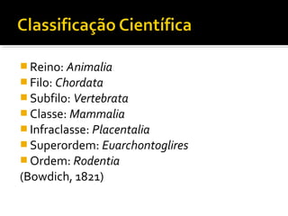  Reino: Animalia
 Filo: Chordata
 Subfilo: Vertebrata
 Classe: Mammalia
 Infraclasse: Placentalia
 Superordem: Euarchontoglires
 Ordem: Rodentia
(Bowdich, 1821)
 
