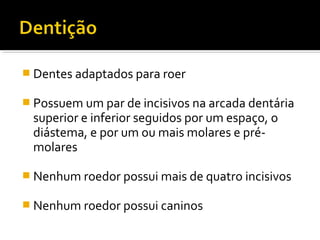  Dentes adaptados para roer
 Possuem um par de incisivos na arcada dentária
superior e inferior seguidos por um espaço, o
diástema, e por um ou mais molares e pré-
molares
 Nenhum roedor possui mais de quatro incisivos
 Nenhum roedor possui caninos
 