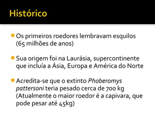  Os primeiros roedores lembravam esquilos
(65 milhões de anos)
 Sua origem foi na Laurásia, supercontinente
que incluía a Ásia, Europa e América do Norte
 Acredita-se que o extinto Phoberomys
pattersoni teria pesado cerca de 700 kg
(Atualmente o maior roedor é a capivara, que
pode pesar até 45kg)
 
