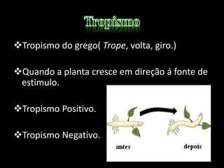 Tropismo do grego( Trope, volta, giro.)
Quando a planta cresce em direção á fonte de
estimulo.
Tropismo Positivo.
Tropismo Negativo.
 