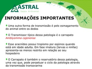 INFORMAÇÕES IMPORTANTES
Uma outra forma de transmissão é pelo esmagamento
do animal entre os dedos
O Transmissor típico dessa patologia é o carrapato
Amblyomma cajenense
Esse aracnídeo possui tropismo por eqüinos quando
está em idade adulta. Em fase imatura (larvas e ninfas)
apresenta-se menos restrito em relação ao seu
hospedeiro
O Carrapato é também o reservatório dessa patologia,
uma vez que, pode perpetuar o ciclo da patologia através
da transmissão transovarina

 