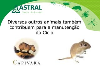 Diversos outros animais também
contribuem para a manutenção
do Ciclo

 