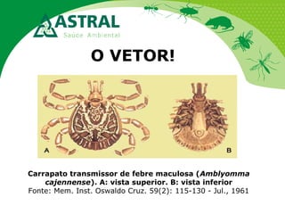 O VETOR!

Carrapato transmissor de febre maculosa (Amblyomma
cajennense). A: vista superior. B: vista inferior
Fonte: Mem. Inst. Oswaldo Cruz. 59(2): 115-130 - Jul., 1961

 