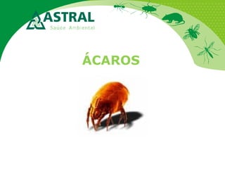ÁCAROS

 